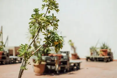 a plant in the middle of a room with potted plants at Casa Jam Barcelona in Barcelona