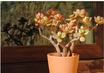a orange vase with a plant in it at Ca l'Helena in Castellet
