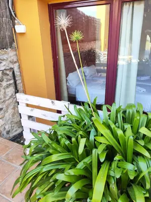 a plant sitting on a bench next to a window at L'Olivera Casa Rural in Castellbisbal