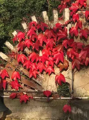 a plant with red leaves on a stone wall at casabelladona Barcelona in Barcelona