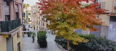 a tree on the side of a city street at Antic Manresa 2 in Manresa