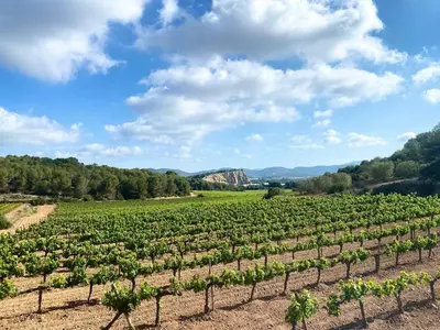 a vineyard with a bunch of green vines at Simba Apartment by Hello Homes Sitges in Sitges