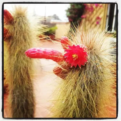 a close up of a cactus with a red flower at The Panoramic View Born Penthouse in Barcelona