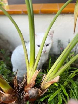 a white cat is standing behind a plant at Lemon Tree GuestHouse in Tiana
