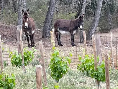 two horses standing behind a fence in a field at Habitación suite en Masía Can Robira in Els Hostalets