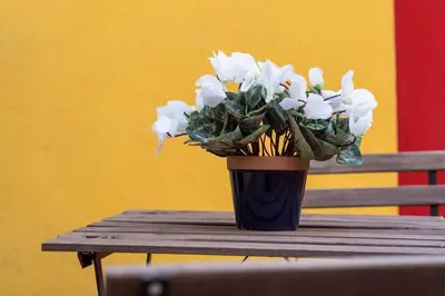 a vase of white flowers sitting on a wooden table at FANTASTIC apartment in Barcelona in Barcelona