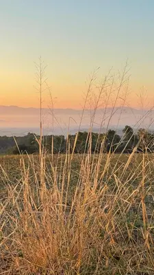 a field of tall grass with the sunset in the background at L'ESTABLE DE CAN TABERNER in Bigues i Riells