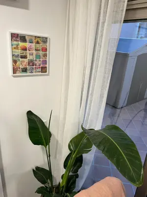 a green plant sitting next to a window at Private terrace 1BR apt - 4min walk to the beach in Pineda de Mar