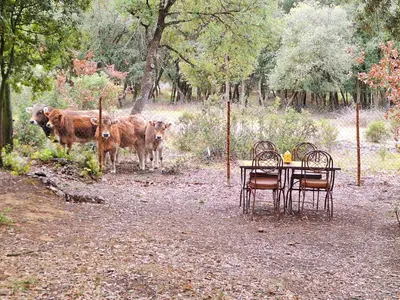 a table and chairs and two cows in a field at Casa Natura Montseny in El Brull