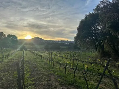 a field of vines with the sun setting in the background at Casa rural El Bruguer Vell in Santa Eulalia de Ronsaná