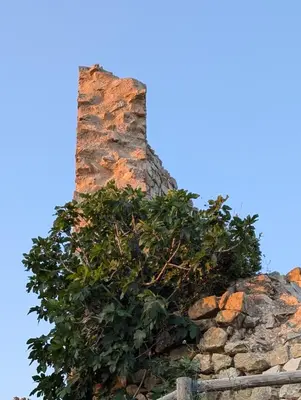 a tree on top of a stone wall at AranEtxea in Bigues i Riells