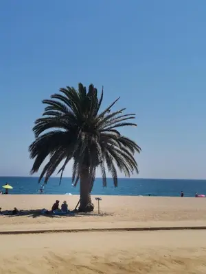 a palm tree on a beach with people sitting under it at Apartamento centrico en Calella in Calella