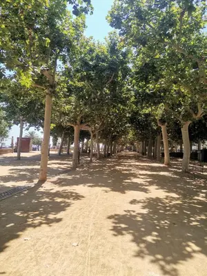a row of trees in a park with a dirt road at Apartamento centrico en Calella in Calella