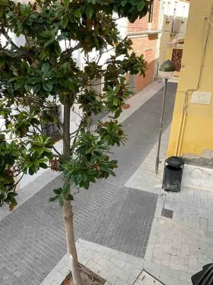 a small tree on the side of a street at Have Fun Apartment in Cubelles in Cubelles