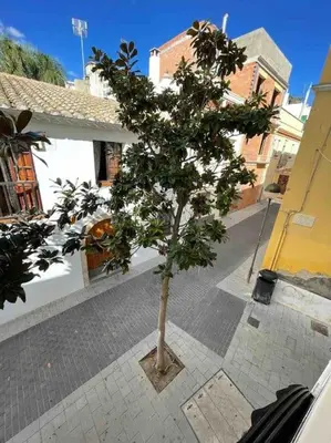 a small tree in the middle of a street at Have Fun Apartment in Cubelles in Cubelles
