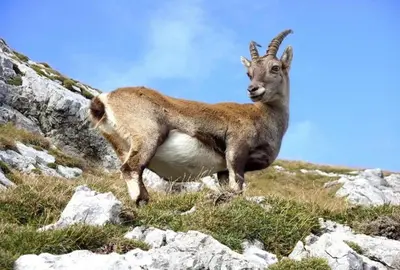 a goat standing on top of a mountain at Casa Annie in Collbató