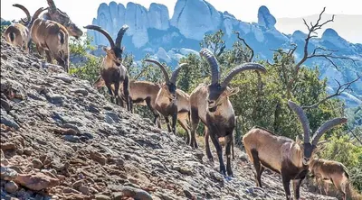 a group of goats standing on a rocky hill at Casa Annie in Collbató