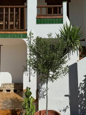 a tree in a pot in front of a building at Espectacular Sunny House in the beach in Cunit