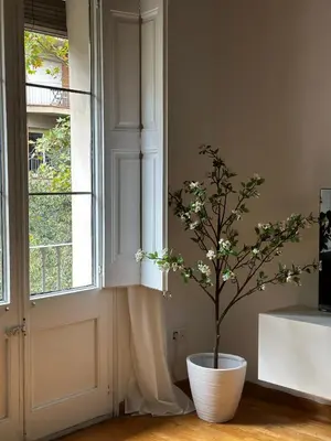 a tree in a white vase next to a window at Dudu life in Barcelona
