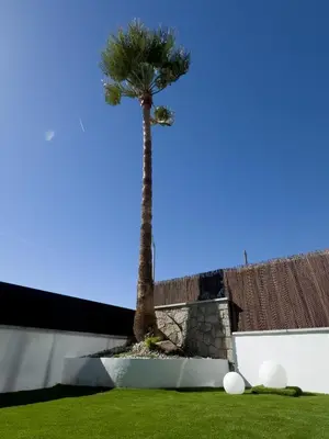 a palm tree sitting next to a white wall at Apartamento en la playa in Castelldefels