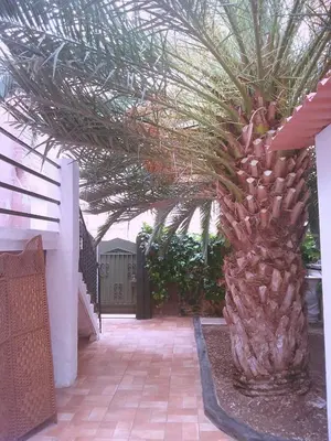 a palm tree in the middle of a courtyard at Habitación camp nou in Barcelona