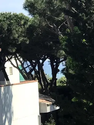 a group of trees in front of a house at Beach apartment 2 terraces with parking in Castelldefels