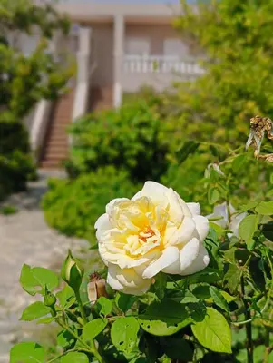 a white and yellow rose in a garden at CasaKech in Vilanova i la Geltrú