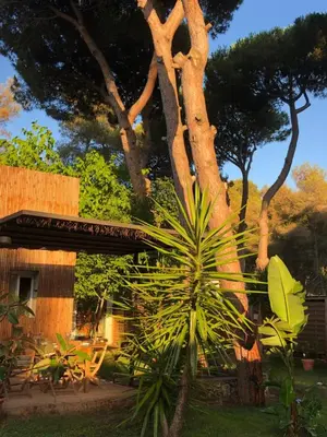 a palm tree in front of a building with a tree at Pineda 38 in Gavà