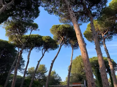 a group of tall trees in a park at Pineda 38 in Gavà