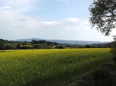 a field of yellow flowers in the countryside at Casa Rural CAN PANXA in Sant Pere de Vilamajor