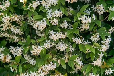 a bush of white flowers with green leaves at Aparthotel Bardon in Castelldefels