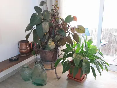 two potted plants sitting on a table with two glass vases at Apartment Dolce Vita lovely in Sitges