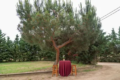 a table in front of a tree with a table cloth at TURISME RURAL HORTA del PI in Cabrera de Mar