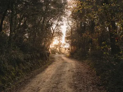 a dirt road with trees on either side at Paratgea in Llinars del Vallès