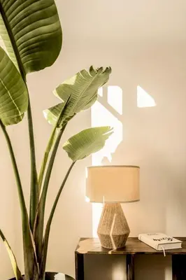 a bedroom with a bed and a dresser and a plant at Tambo - 2 bedrooms in Eixample Esquerra in Barcelona
