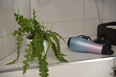 a plant sitting on a counter next to a pot at Barcelona Badalona Relax PLAYA y METRO in Badalona