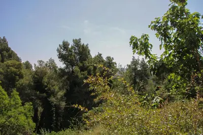 a forest of trees with a blue sky in the background at Refugio verde con encanto in Vallirana