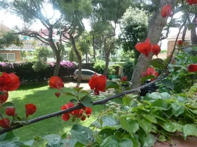 a bush with red flowers in a yard at Casa de pueblo con jardín in Premiá de Mar