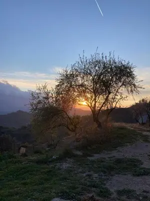 a tree in a field with the sunset in the background at Music room in Montserrat in Castellbell i Vilar