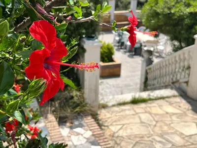 two red flowers on a bush next to a fence at Villa Agaporni in Senmanat