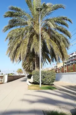 a palm tree on the side of a sidewalk at Holiday Home Haus Terrassa de Mar direkt am Strand by Interhome in Masnou