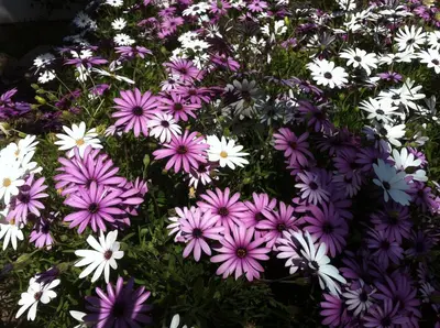 a bunch of purple and white flowers at Suite in private villa view on sea in Castelldefels