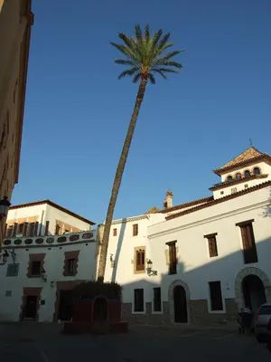 a palm tree in front of a white building at Apartamentos Montserrat in Sitges