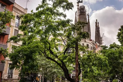 a tree in front of a building with a clock tower at Sweett - Rosemarine in Barcelona