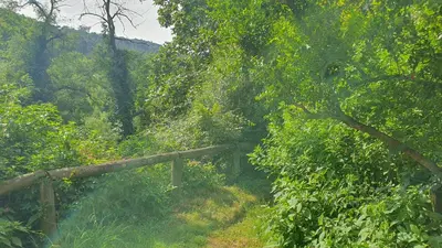a wooden path in the middle of a forest at Can Marc in Sant Esteve de Palautordera