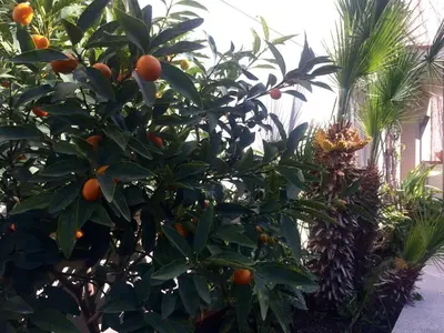 an orange tree with lots of oranges on it at Apartaments Villa Conchi in Sitges