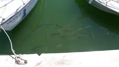 a group of fish swimming in the water next to a boat at Mini Apartamento Port Aiguadolç in Sitges