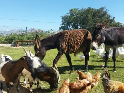 a group of animals standing in a field with chickens at Masia Can Canyes & Spa in San Lorenzo de Hortóns