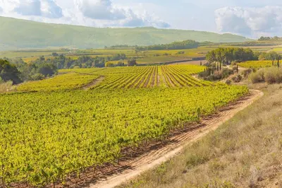 a dirt road in the middle of a field at Masia Can Canyes & Spa in San Lorenzo de Hortóns