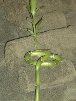 a green plant in a vase on a couch at Sitges Beach Panorama in Sitges
